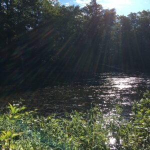 a river surrounded by wildflowers and trees