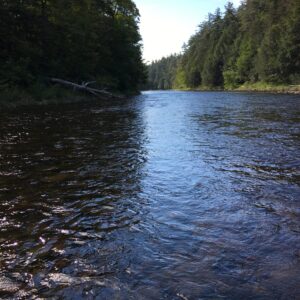 a river with pine trees