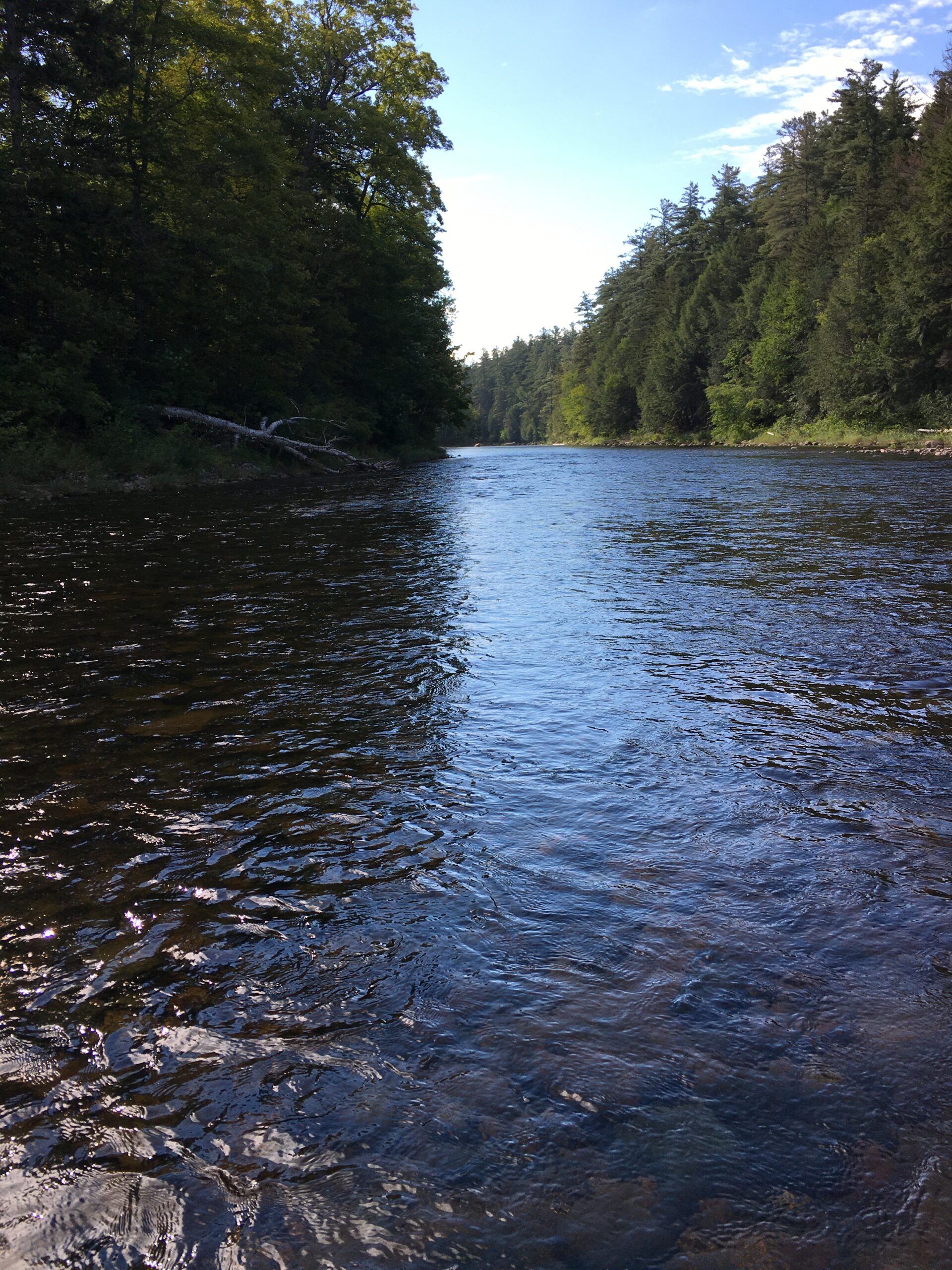 a river with pine trees