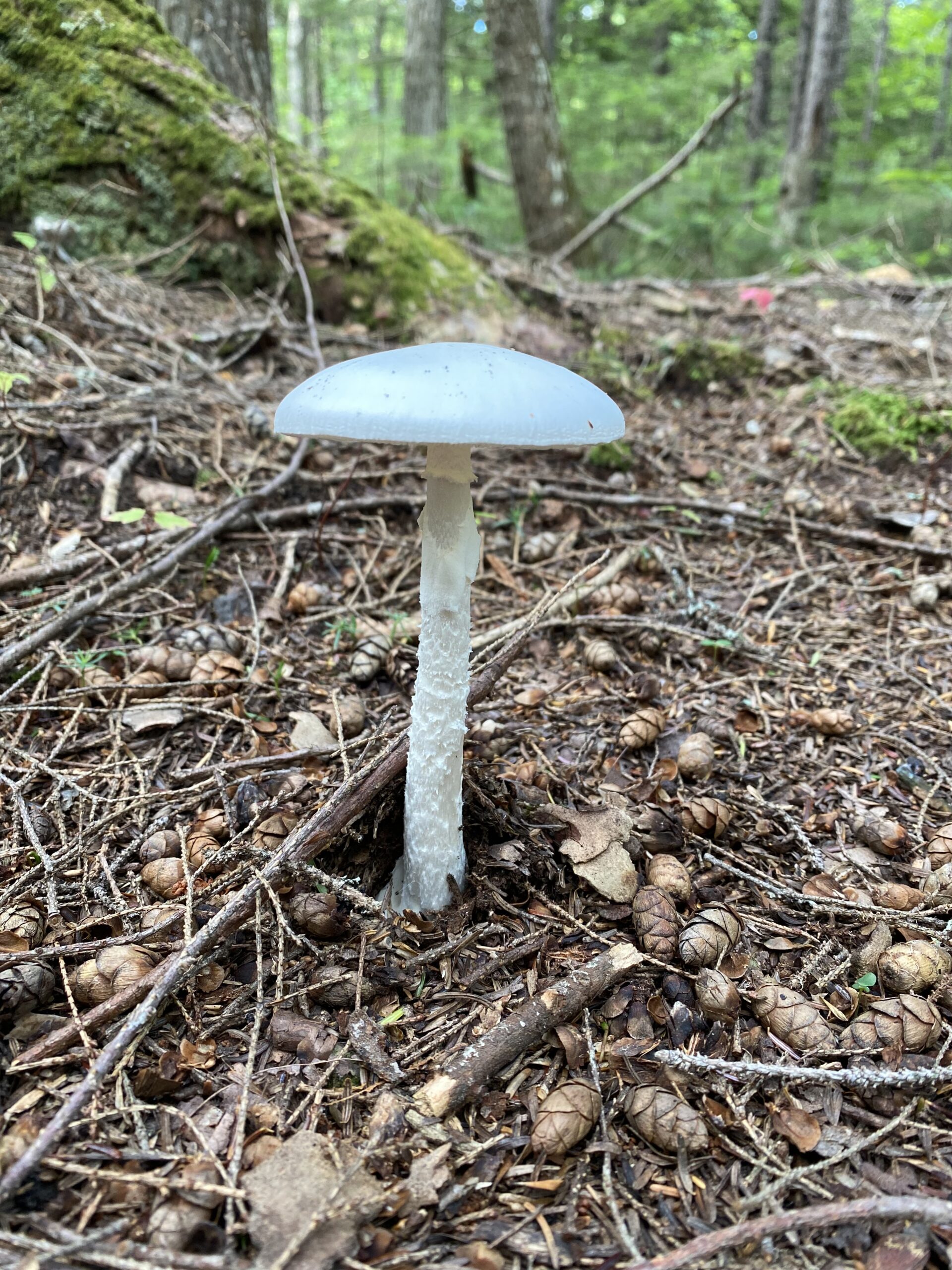 mushroom