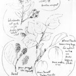 Sketch of blueberries and other plants