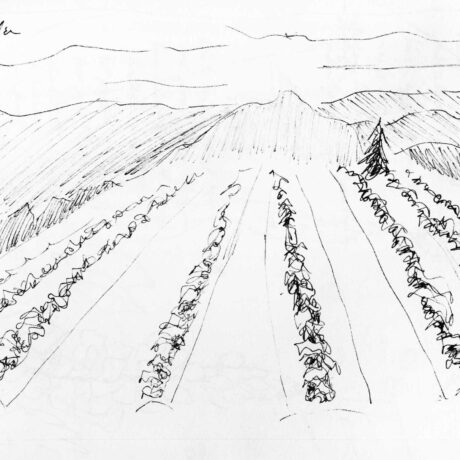 A sketch of potato fields in Aroostook county