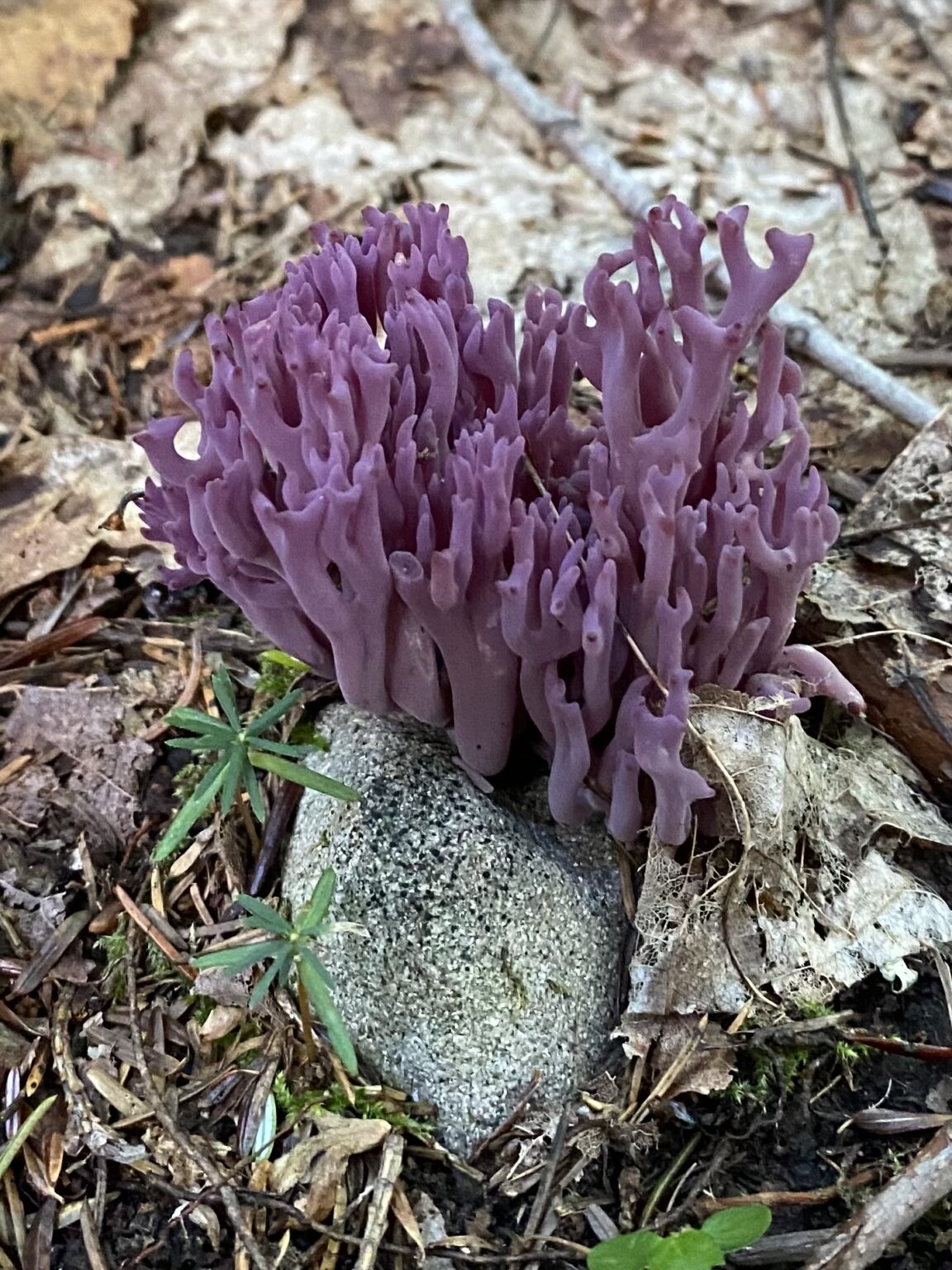 purple mushroom