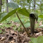 Jack-In-The-Pulpit