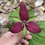 Red Trillium