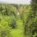 The beaver ponds