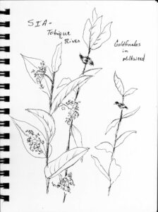 Pen drawing of milkweed